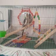 عروس هلندی نر جوان