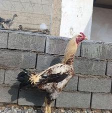 خروس لاری تانک,وزن بالا،جوجه لاری هم موجوده