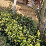 گل شمشاد طلایی و یاس