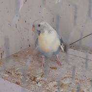 جفت مرغ عشق مولد