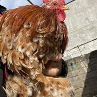 خروس کوشین پورسلن گلد متلد و 2 مرغ سفید