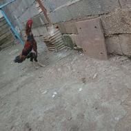 لاری طوسی قرمز