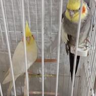 عروس هلندی ولوتینو