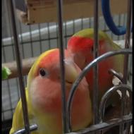 جفت طولی برزیلی