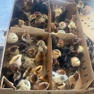 فروش بلدرچین ، اردک ،جوجه غاز و رسمی