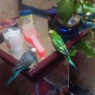 یک مرغ عشق آبی و مست غلمی ویک مرغ عشق سبز مست