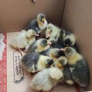 تعداد 13 عدد جوجه غاز محلی