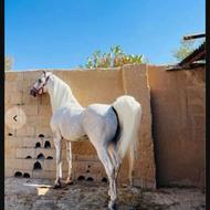 اسب کرد و عرب