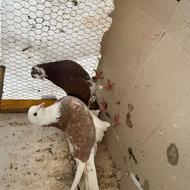 کبوتر پرشی تیر ماهی