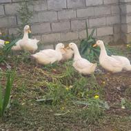 اردک مگ مگی.