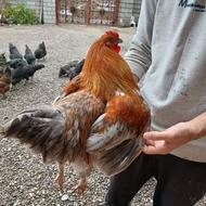 خروس برهما میکس و محلی