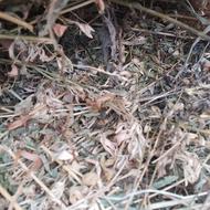 علف وکاه یونجه