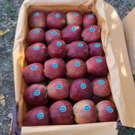 سیب قرمز استخوانی درجه یک لوکس شیرین و آبدار لوکس صادراتی