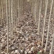 فروش 2هزار صنوبر نیگرای ترکیه 2ساله و 3ساله با قیمت مناسب