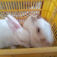 دو عدد خرگوش باهم