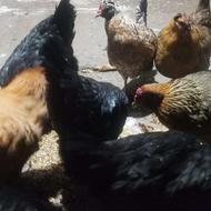 12 عدد مرغ محلی تخم گذار