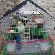 طوطی عروس هلندی یک جفت