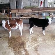 فروش دوعدد گوساله سمینتال درجه یک جنس بالا