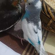 عروس هلندی، مرغ عشق، پرنده