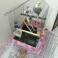 طوطی عروس سخنگو سالم