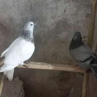 کبوتر پرشی جوجو