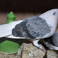 کبوتر شازه سبز