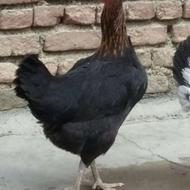 مرغ تخم گذار