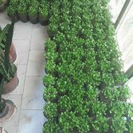 پیشفروش سبزه بهار نارنج سایز 12 ژله ایی