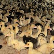 فروش اردک محلی بیست روزه و اردک گوشتی و اردک واکسن خورده