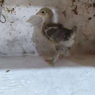 برهما وارداتی فول سنگین