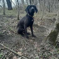 واگذاری سگ .