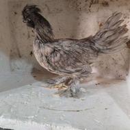 جوجه سلطان وارداتی کیفیت خاص