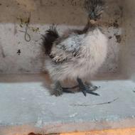 ابریشمی نژاد کوپال 6انگشت اصل