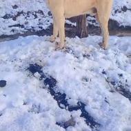 واگذاری سگ بتون سرابی اصل