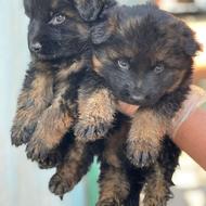 واگذاری توله سگ ژرمن شولاین و وورک و بلک و موبلند و موکوتاه