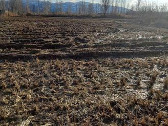 اجاره زمین شالیزار