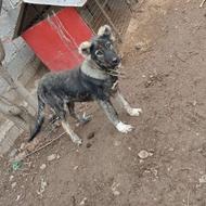 سگ در حالت سرابی واگزاریر