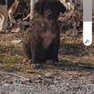 3تا توله نژاد دار قهدریجونی و محلی واگزاری