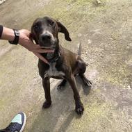 پوینتر شکاری 5ماهه نر