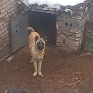 واگذاری سگ سرابی.گله ای