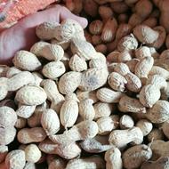 بادام زمینی گلی غلاف دار درجه یک