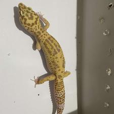 گکو لئوپارد