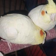 لوتینو چشم شرابی(فروش کلی-تک و جفت)