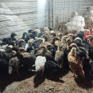 جوجه اصلاح شده یک‌ماهه سرحال چهار ماهه بالغ میشن