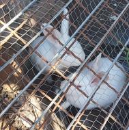 خرگوش چشم قرمزی