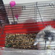 خرگوش لوپ سفید رنگ