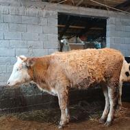 گوساله ماده سیمینتال