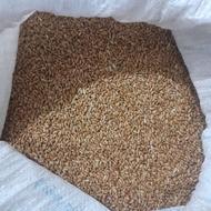 گندم قرمز درجه یک