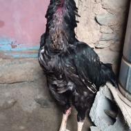 لاری صابونی پرمرغی نسل دار