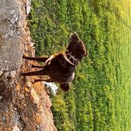 واگذاری سگ نگهبان وگله